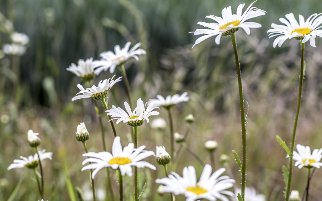 Flowers & Plants