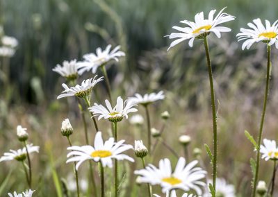 Flowers & Plants